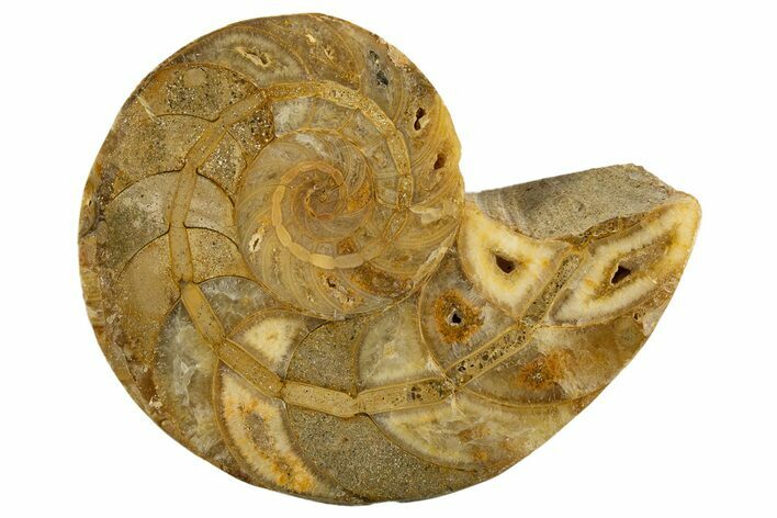 Cut & Polished Jurassic Nautilus Fossil (Half) - Madagascar #339276
